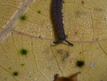 Media type: image; Invertebrate Zoology 152095